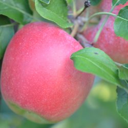 Kanzi® Apfel (Nicoter) – Apfelsorte im Porträt