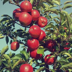 Fräulein® Apfel – Apfelsorte im Porträt