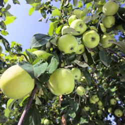Boskoop Apfel – Apfelsorte im Porträt