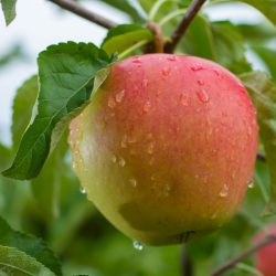 BRAEBURN APFEL: Geschmack, Ernte & Verwendung – Apfel mit Herz