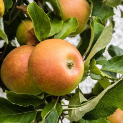 Cox Orange Apfel – Apfelsorte im Porträt