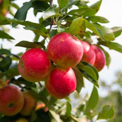 Elstar Apfel – Apfelsorte im Porträt