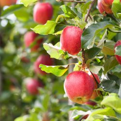 Gala Apfel – Apfelsorte im Porträt