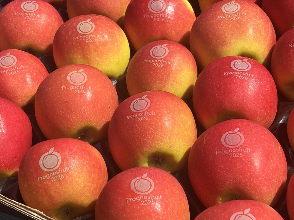 Große Menge Äpfel mit gelasertem Logo für eine Veranstaltung