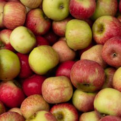 Gravensteiner Apfel – Apfelsorte im Porträt