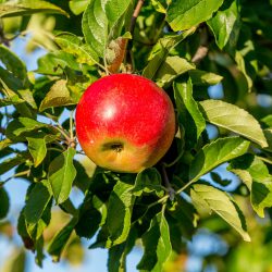 Idared Apfel – Apfelsorte im Porträt
