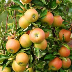 Jonagold Apfel – Apfelsorte im Porträt